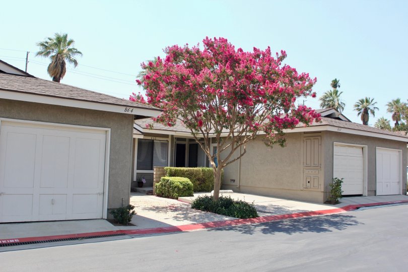house door is closed and side there is a tree and grasses are located and it is sunny day