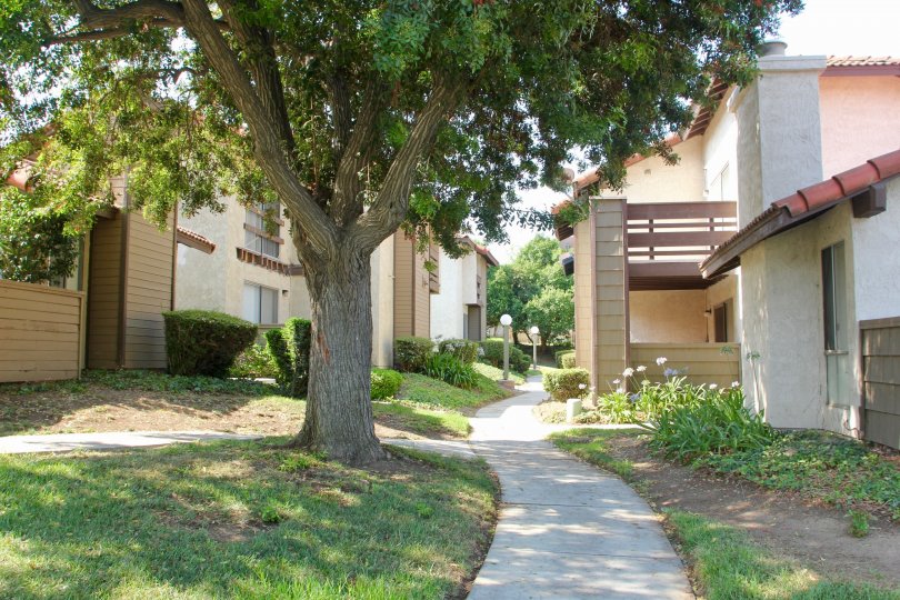 A tree covers a walkway with shade at the Oakview community.