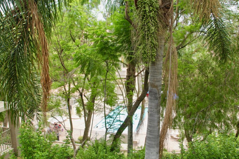 Palm trees overlook the pool area with ample sunning chairs and gardens