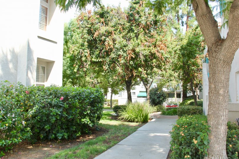 Brown leaves sit amid the green leaves at the Villagio community.