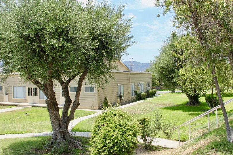 Tree garden with shrubs and landscaped grass on hilly terrain with pathways and stairs