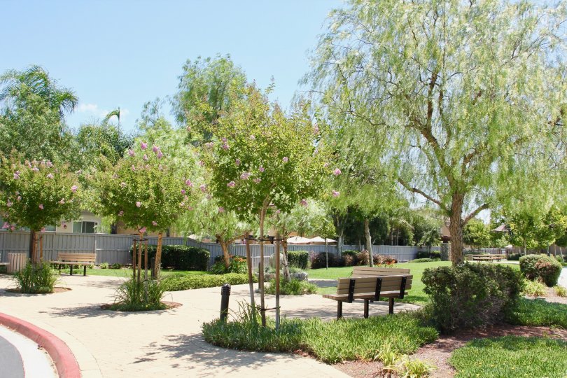 The trees are in bloom on this lovely spring day on the Amberwalk at Ivy