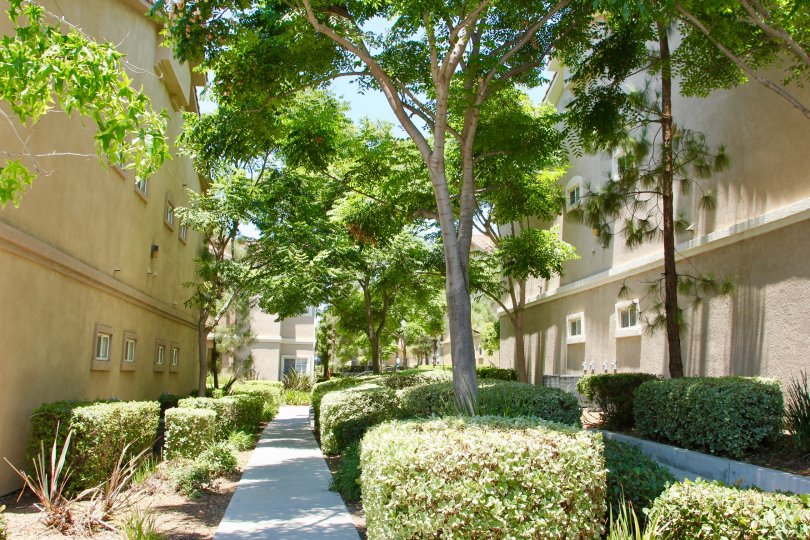 A beautiful view of greenery of the side of units from the Reserves at Madison Park