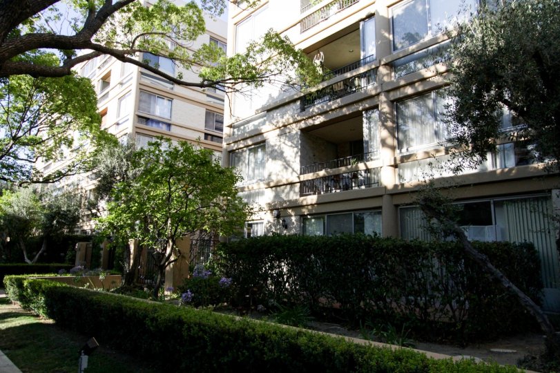 The hedges surrounding Maple Towers in Beverly Hills