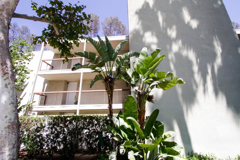 Giant birds of paradise in front of the Barrington Fields building