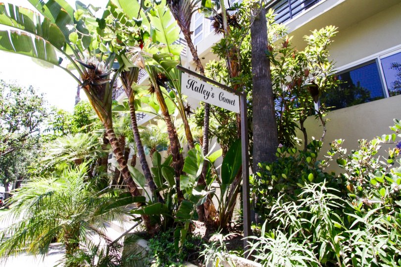 The front of Halleys comet is lushly landscaped