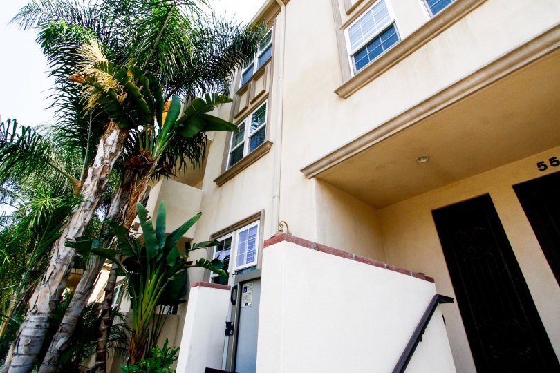 The trees in front of 556 E Palm Ave