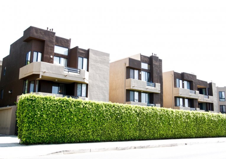 The hedges lining Elkwood Terrace in Canoga Park California