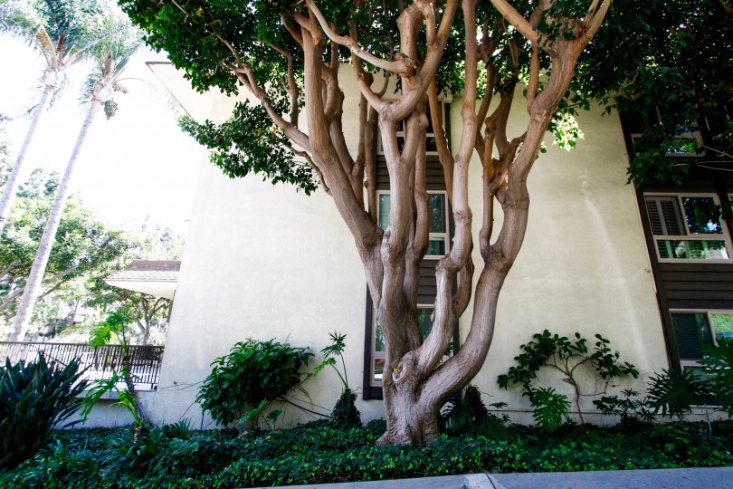 The landscaping at The Winbury in Culver City