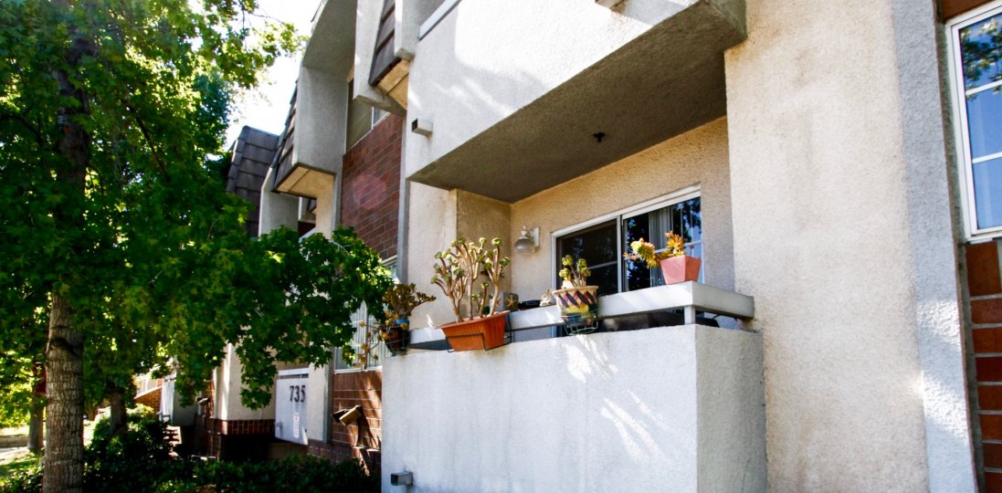 The plants seen on balconies at West California Townhomes