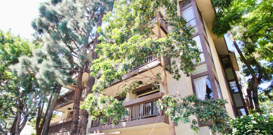 The trees around Clark Terrace