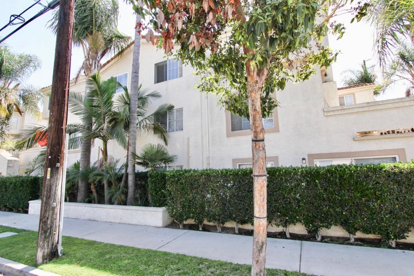 The hedges lining East Park Villas in Long Beach, California