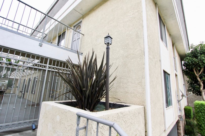 The plant outside of Fifteenth Street Terrace in Long Beach, California