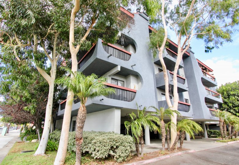 Trees surrounding an apartment building in Loma Linda, Long Beach, California.