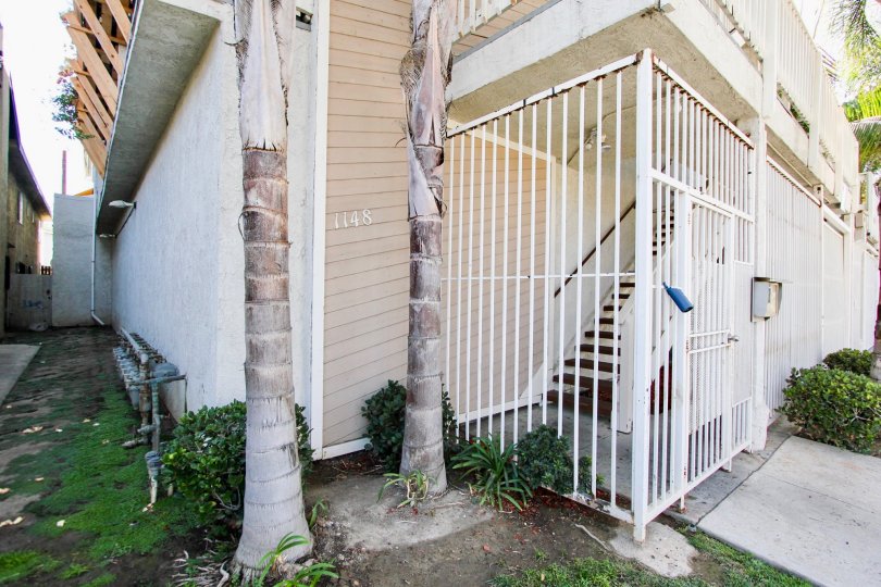 The trees around Molino Terrace in Long Beach, California