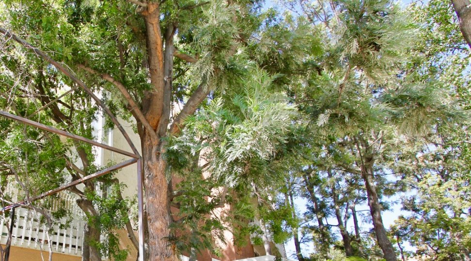 The trees around Griffith Park Garden Estates
