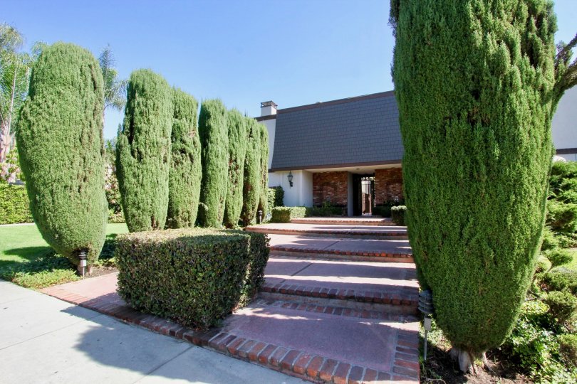The trees lining the walkway into Rodney Drive
