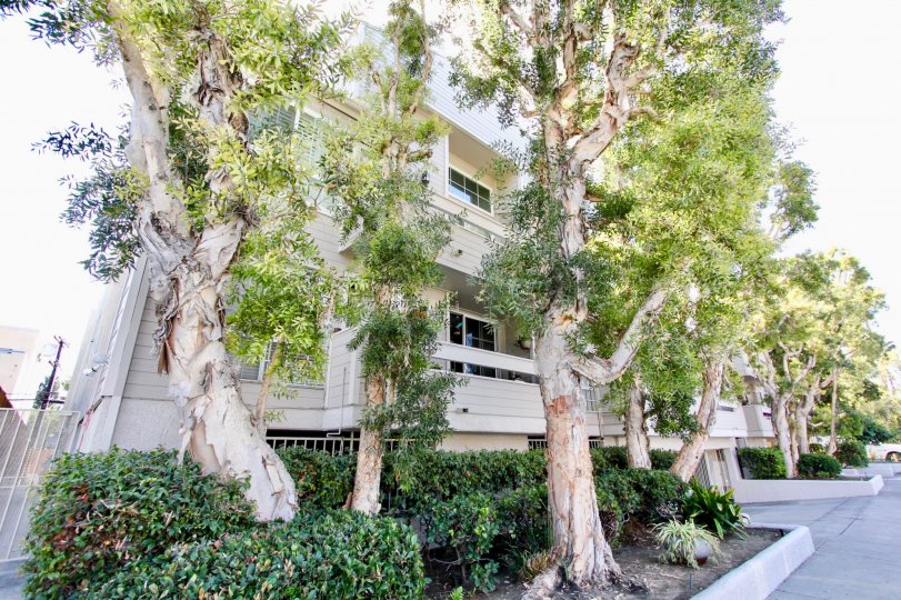 The landscaping around 11930 Avon Way in Mar Vista, California