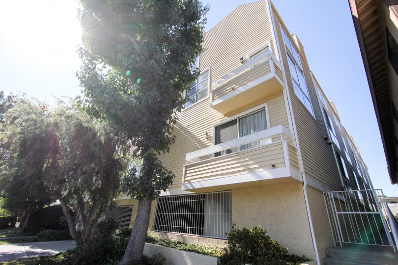 The trees around Mitchell Terrace in Mar Vista, California