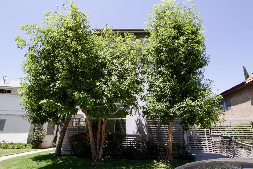 The landscaping for Lofts at Toluca Lake