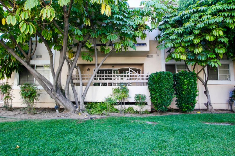 The trees around 449 N Catalina Ave