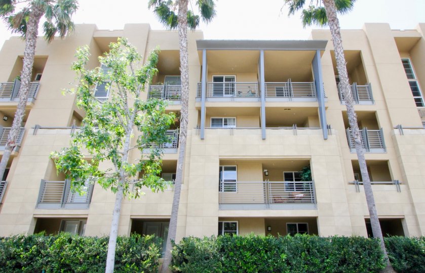 Front view of Paraiso and her amazing trees, Playa Vista, California
