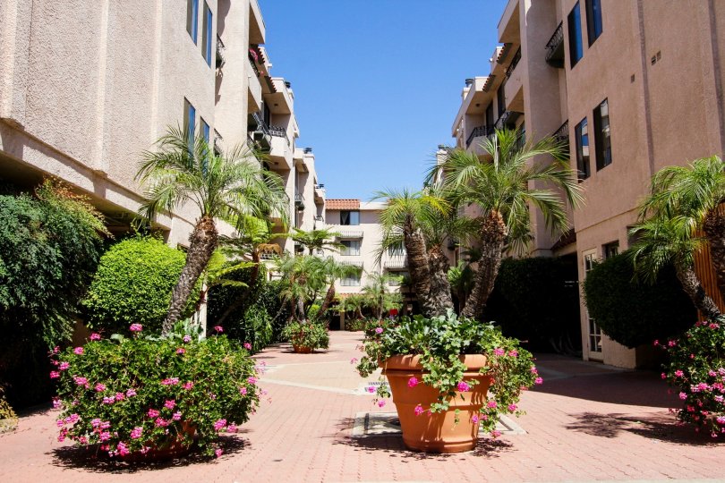 The potted plants around Casa Verde Estates