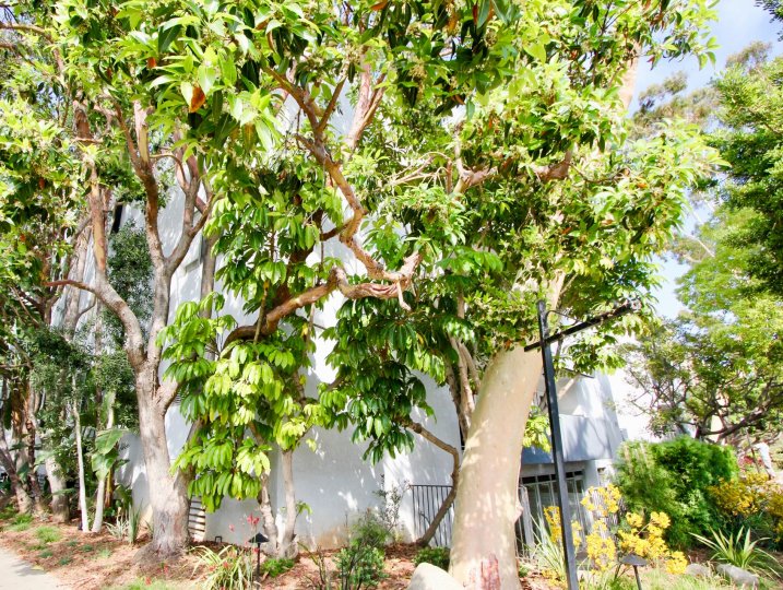 A big house in 901 10th street which was surrounded by beautiful plants and trees