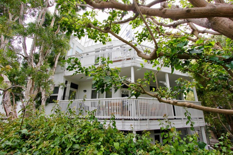Beautiful trees framing the picturesque tiered porches at Sea View Collection III in Santa Monica, California