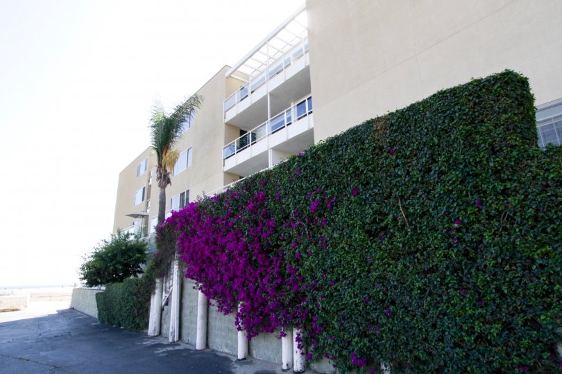 The landscaping at the Sorrento Grill in Santa Monica