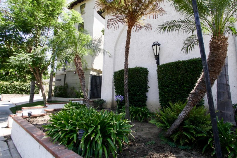 The greenery around Dickens Street Townhomes