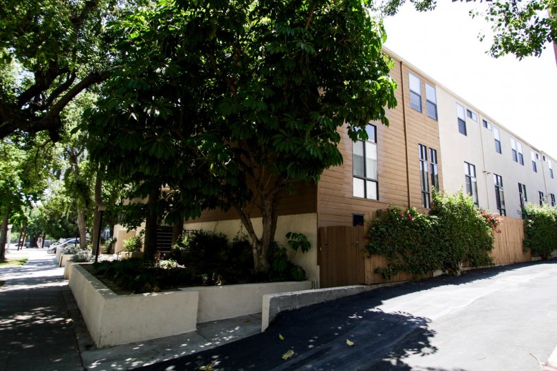 The trees to the side of Dickens Terrace South
