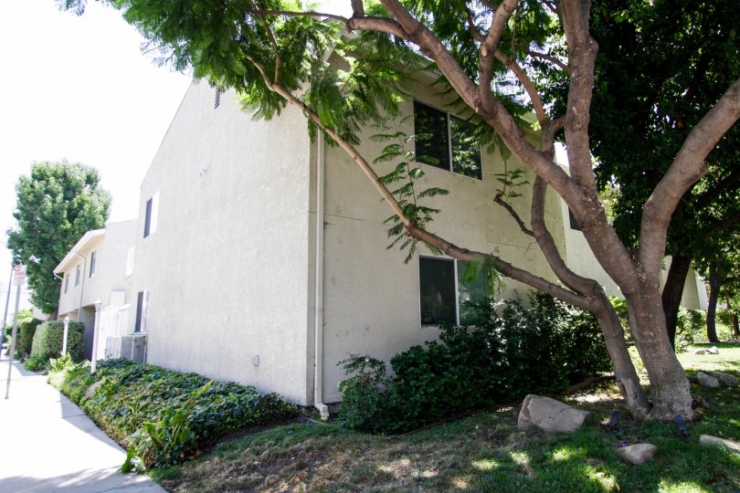 The trees on the Town & Country Townhomes property in Sherman Oaks