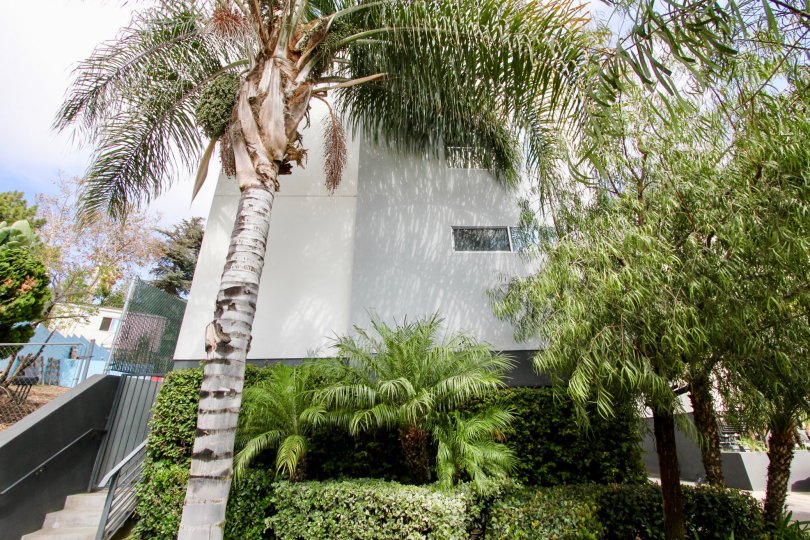 The landscaping around Mix Lofts in Silver Lake, California