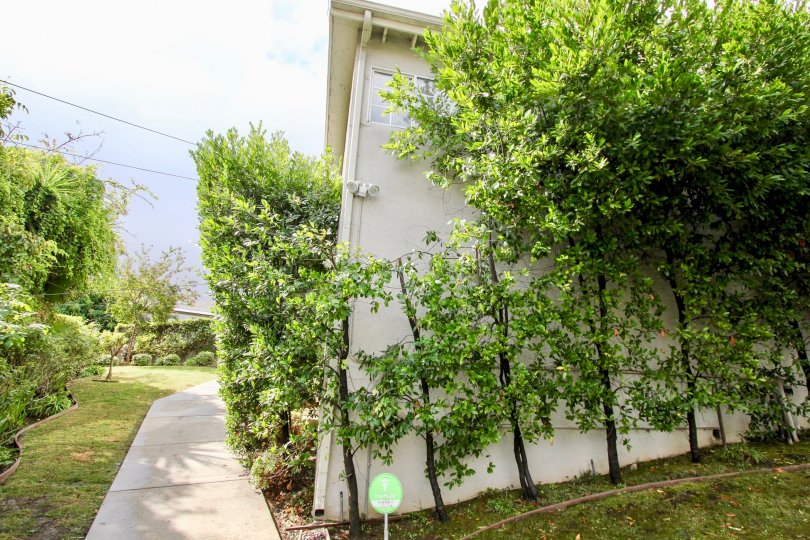 The trees around Montrose Lakeside Condos in Silver Lake, California