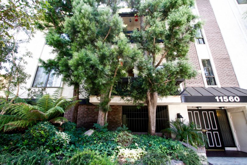 The landscaping of 11560 Moorpark St in Studio City