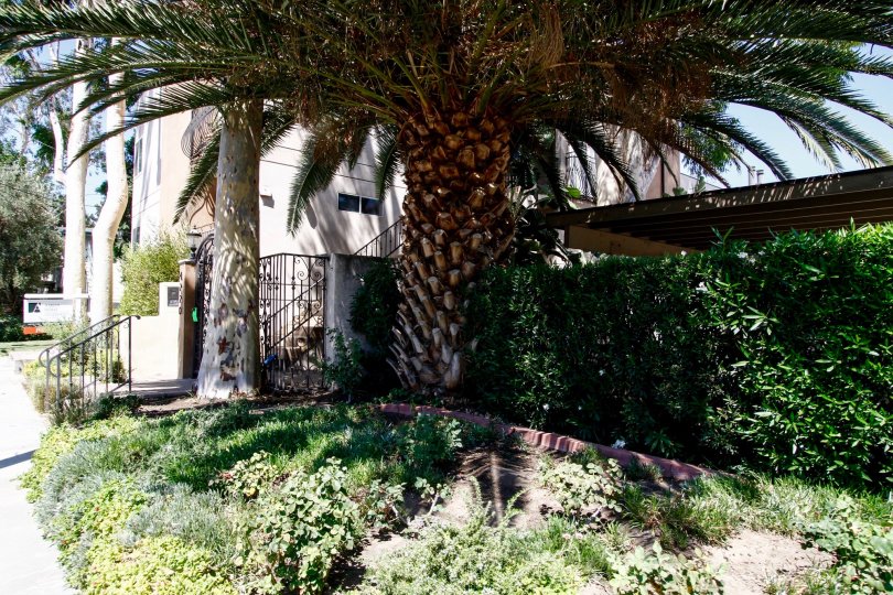 The landscaping around 4220 Fair Ave in Studio City