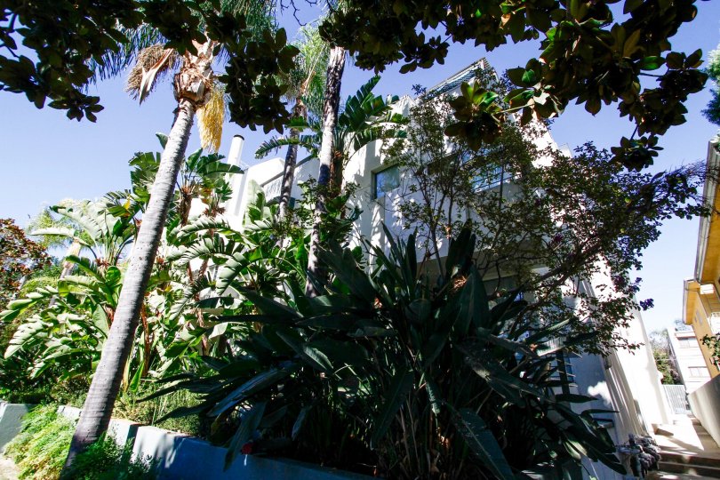 The landscaping around 4326 Babcock Ave