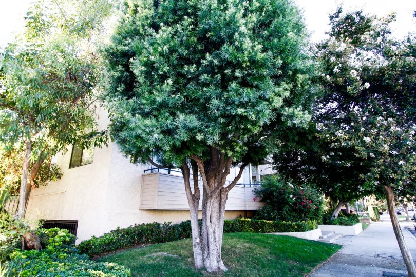 The trees around 4515 Coldwater Canyon Ave