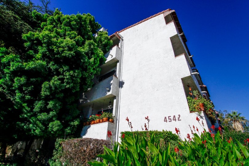 The landscaping around Coldmill  Manor in Studio City