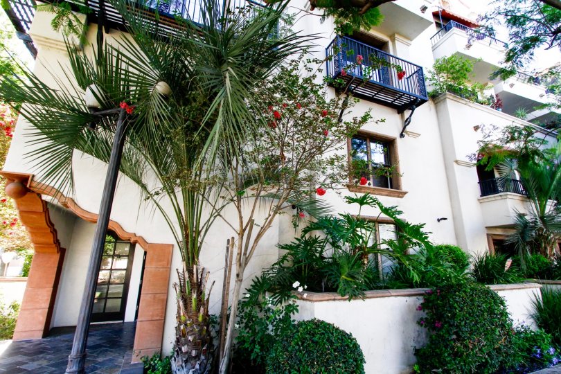 The trees around the Tamara Condominiums