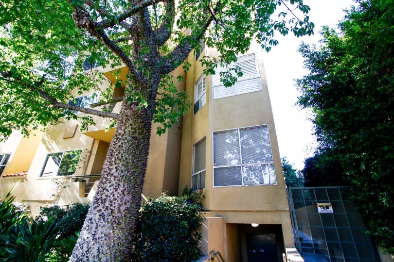 The trees around Toscana Court in Studio City