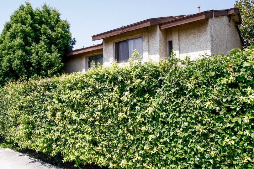 The hedges surrounding Cabrillo Park for privacy