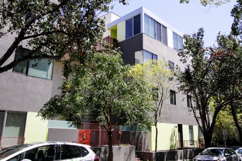 The trees next to 1200 Sweetzer in West Hollywood