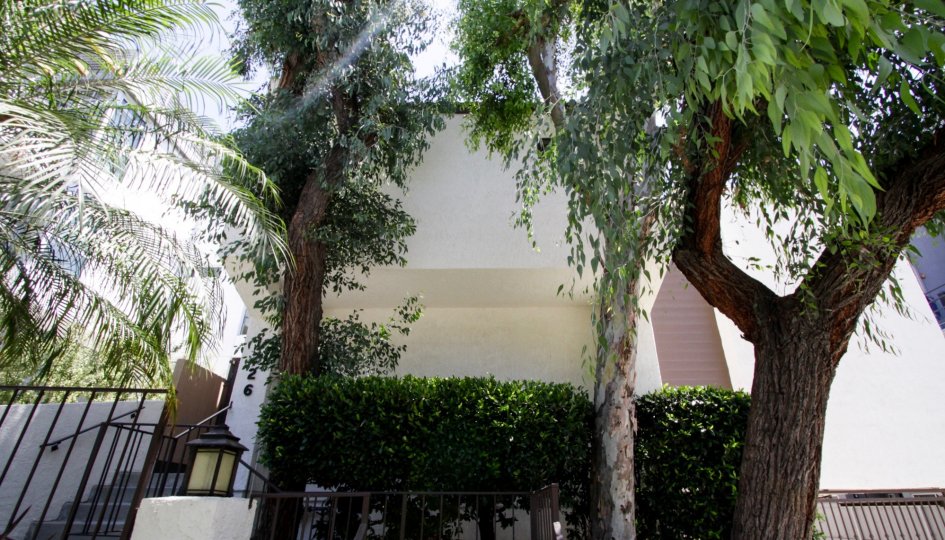The hedges around 1226 N Kings