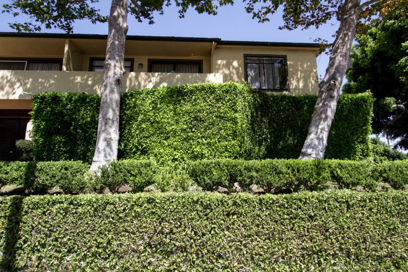 The landscaping around 1318 N Crescent Heights in West Hollywood