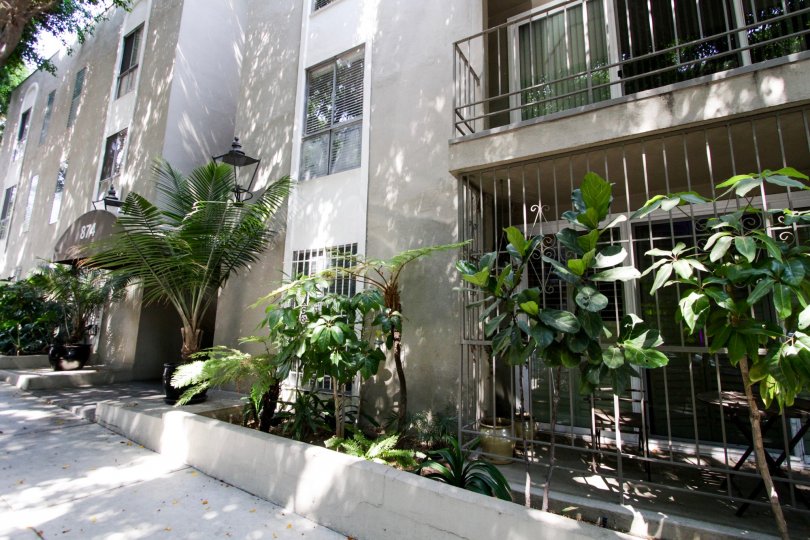 The trees around 874 Hammond in West Hollywood