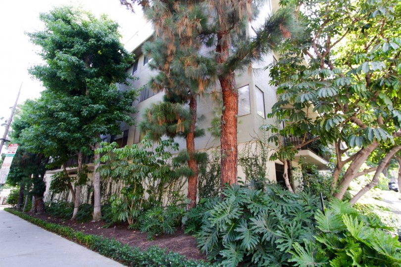 The landscaping around 9000 Cynthia in West Hollywood