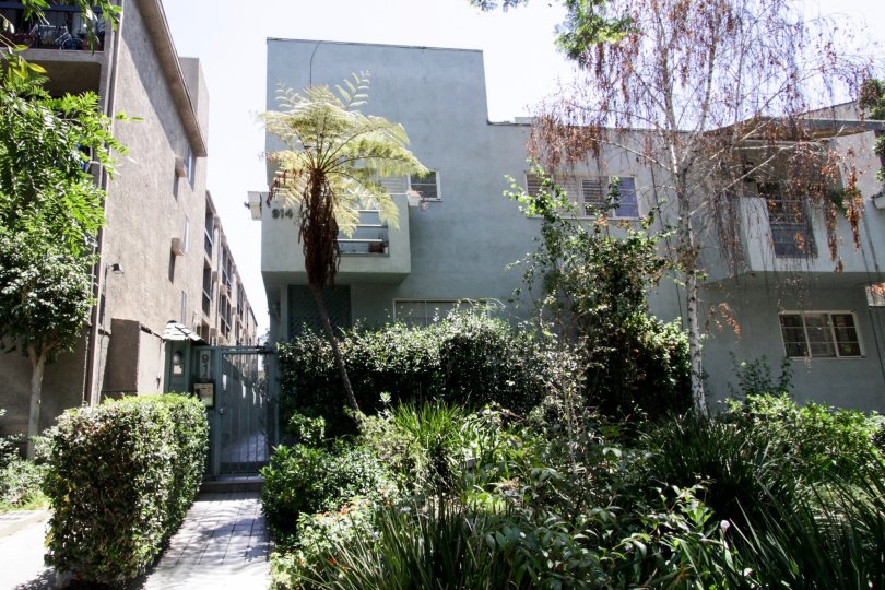 The landscaping seen at 914 Kings in West Hollywood