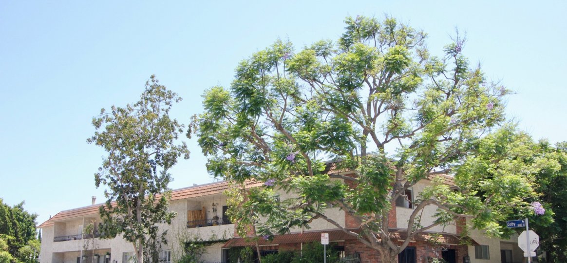 The sun glazed trees and distant homes at 11550 Nebraska in West LA.